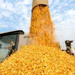 Colheita de grãos de verão da China ultrapassa 150 milhões de toneladas pela primeira vez